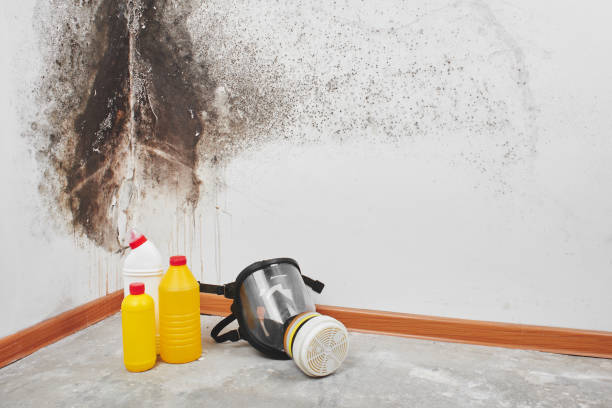 Best Commercial Mold Removal  in Mcgovern, PA