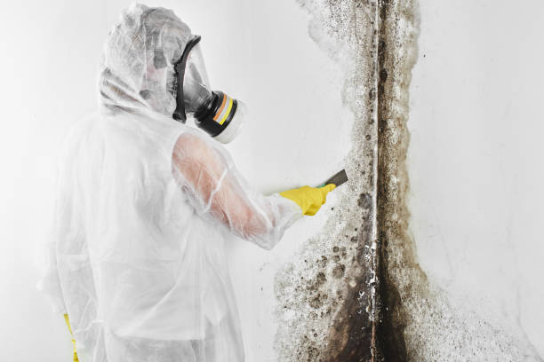 Trusted Mcgovern, PA Mold Removal Experts