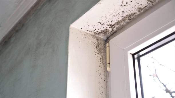 Attic Mold Removal in Mcgovern, PA