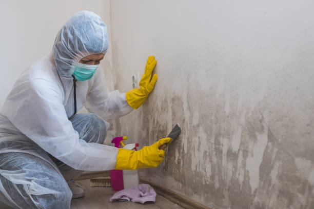 Mold Removal and Inspection in Mcgovern, PA