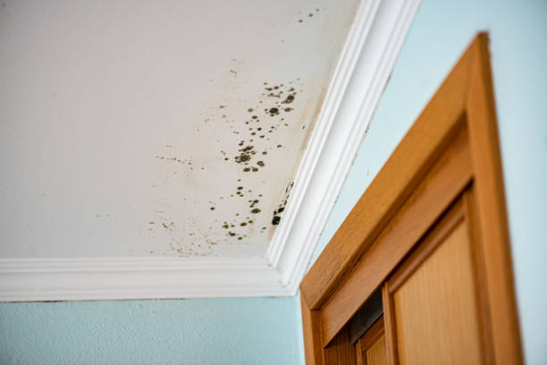 Best Mold Damage Repair  in Mcgovern, PA