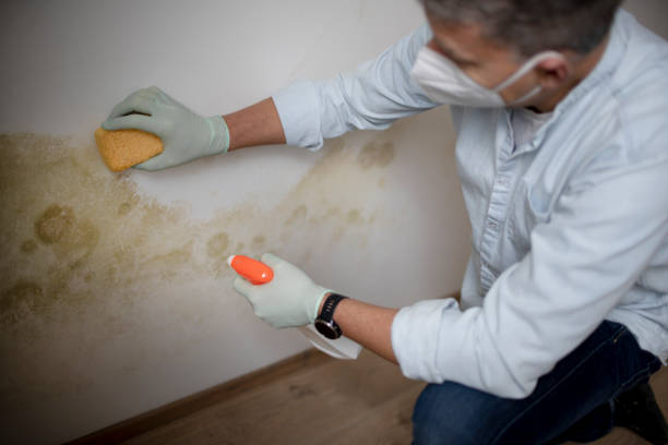 Office Mold Removal Services in Mcgovern, PA