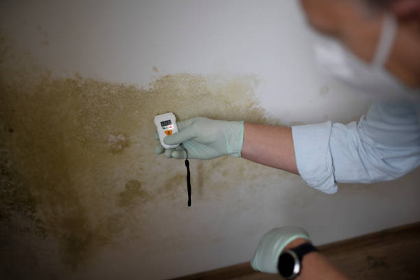 Best Local Mold Removal Service  in Mcgovern, PA