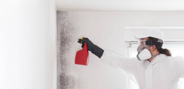 Certified Mold Removal in Mcgovern, PA