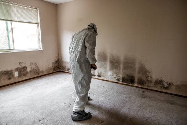 Best Certified Mold Removal  in Mcgovern, PA