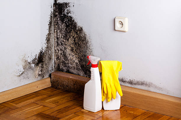 Best Mold Inspection  in Mcgovern, PA