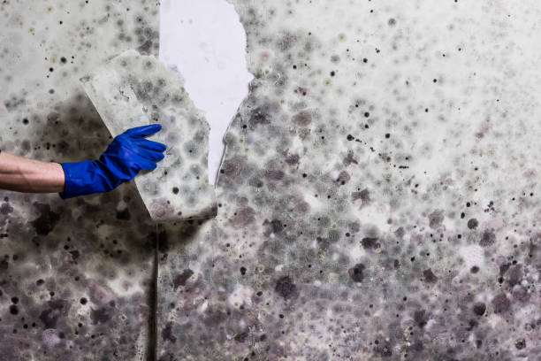 Mold Testing and Removal in Mcgovern, PA
