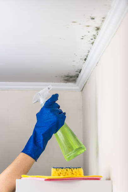 Best Black Mold Removal  in Mcgovern, PA
